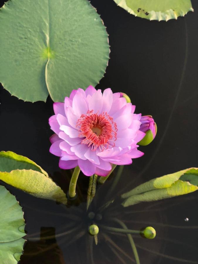 Golden Soulmate Homestay Hoi An Dış mekan fotoğraf